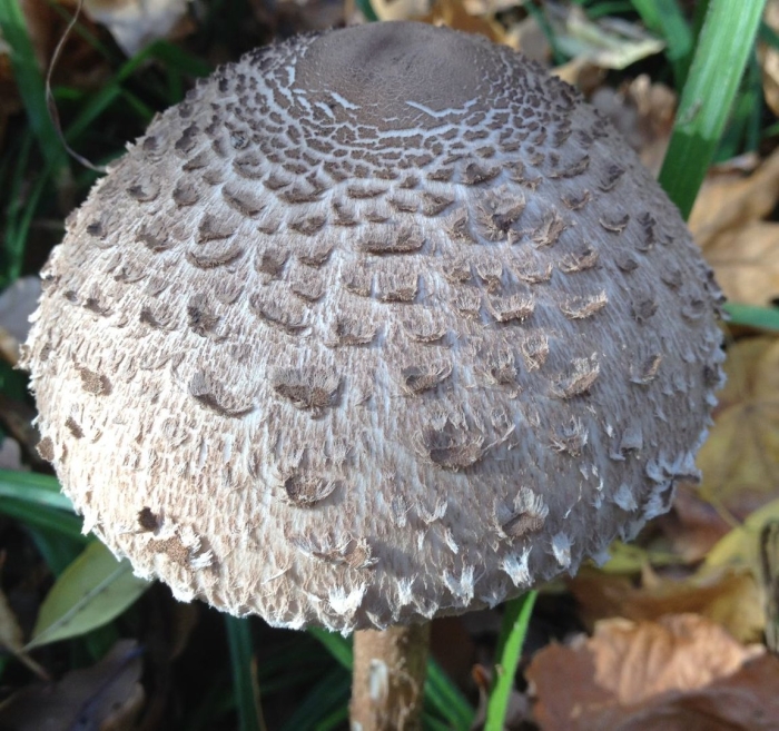 Гриб зонтик пёстрый macrolepiota procera