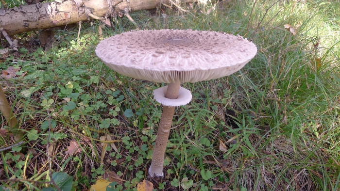 Гриб зонтик краснеющий съедобный