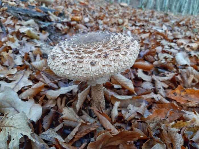 Гриб зонтик чешуйчатый