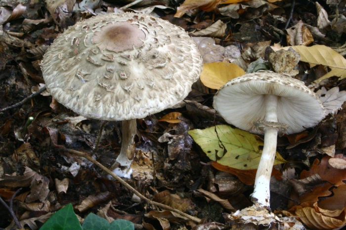 Гриб зонтик краснеющий chlorophyllum rhacodes