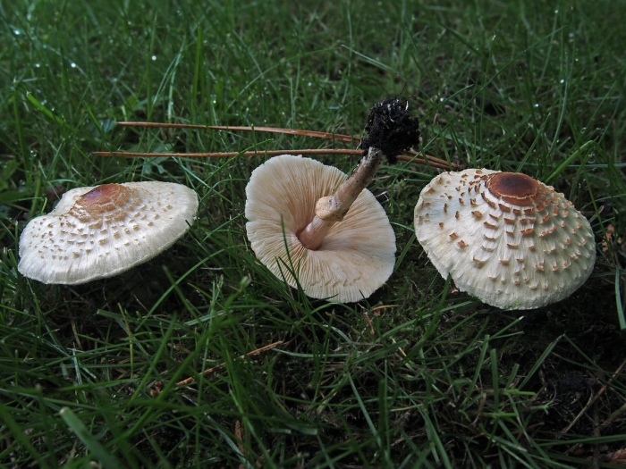 Зонтик пестрый гриб