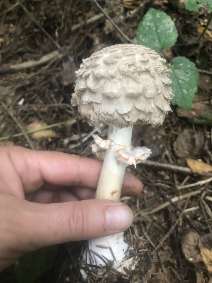 Гриб зонтик краснеющий chlorophyllum rhacodes