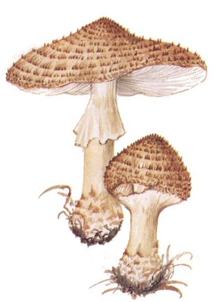 Лепиота гриб