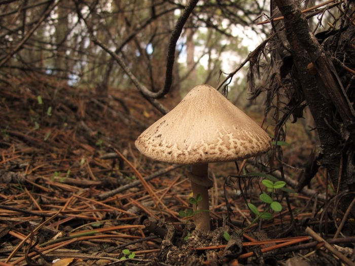 Гриб зонтик девичий macrolepiota puellaris
