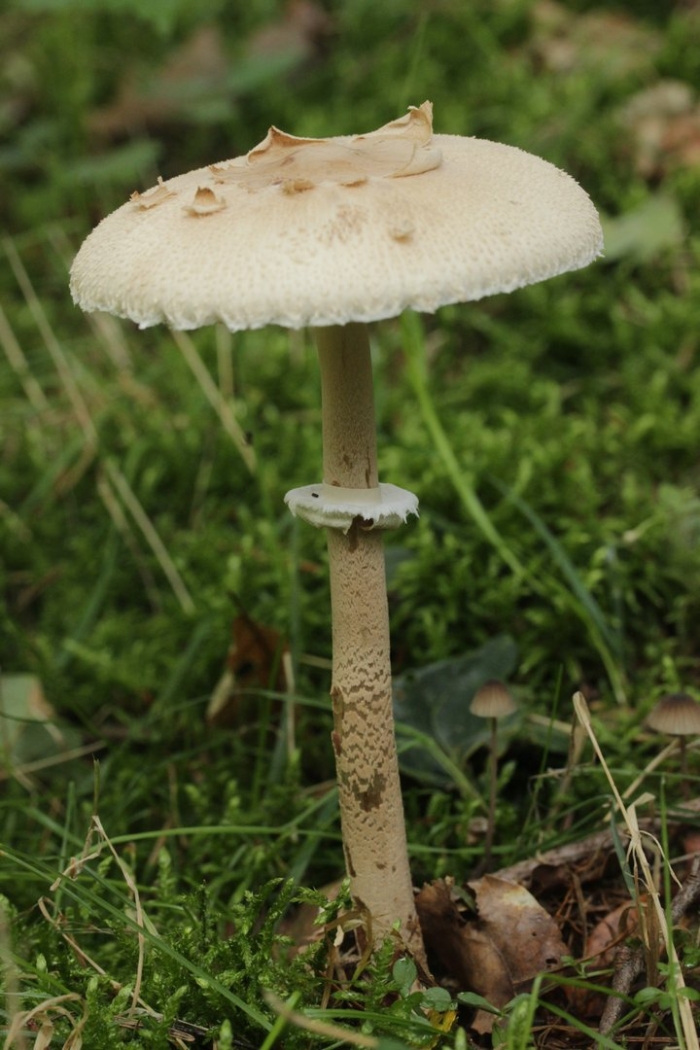 Лепиота коричнево красная грибы