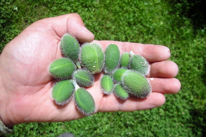 Трава кермезюк армянская