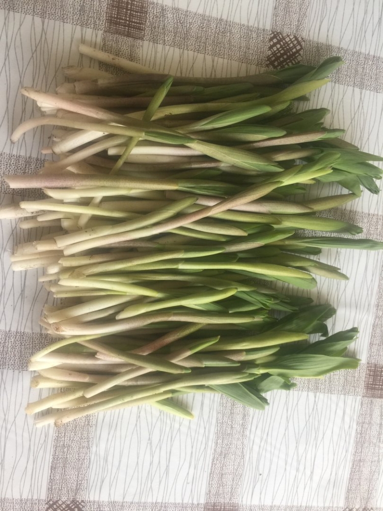 Фенхель армянская трава