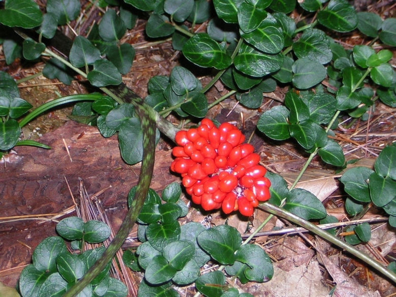 Армянские Дикие съедобные травы