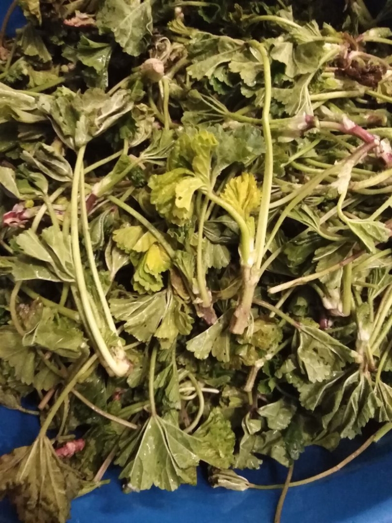 Манжетка обыкновенная