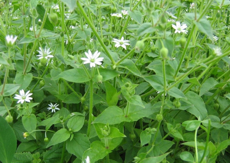 Звездчатка толстолистная