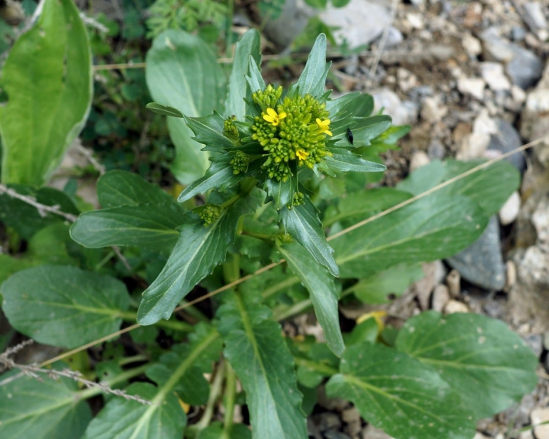 Телук зелень армянский