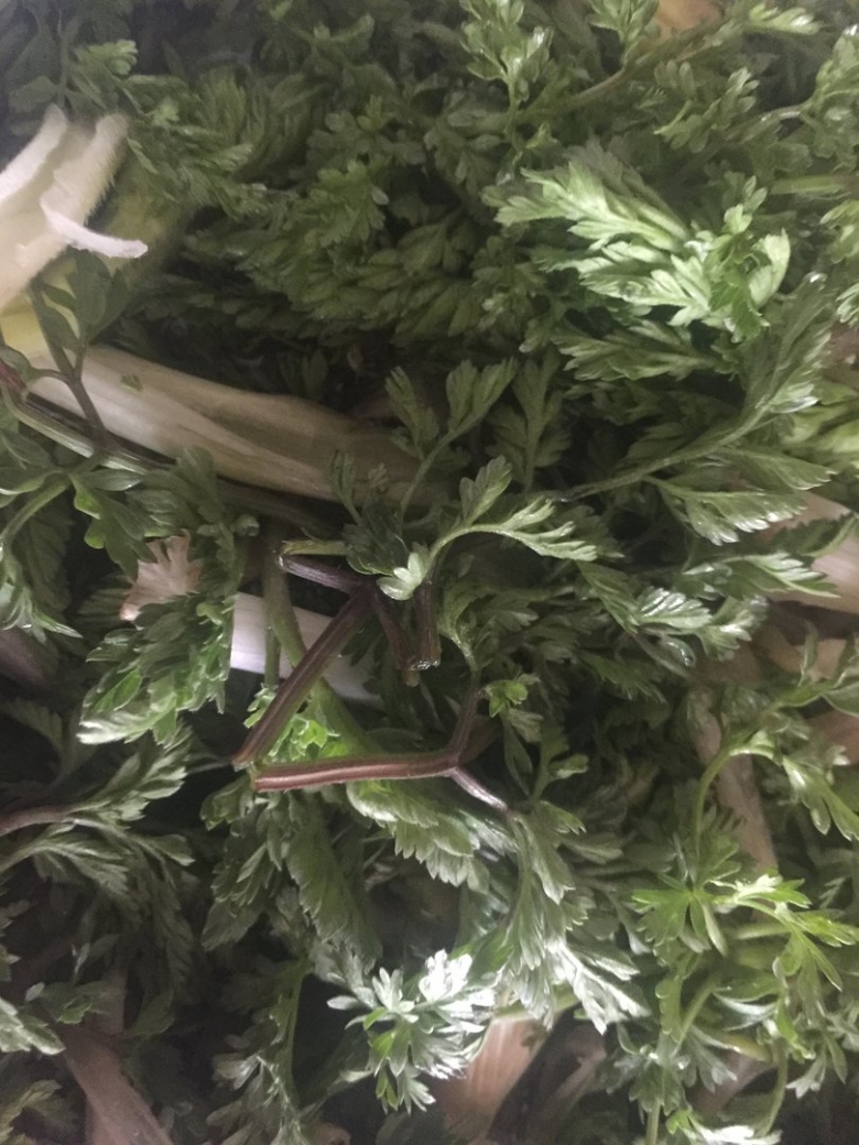 Мандак трава Армении