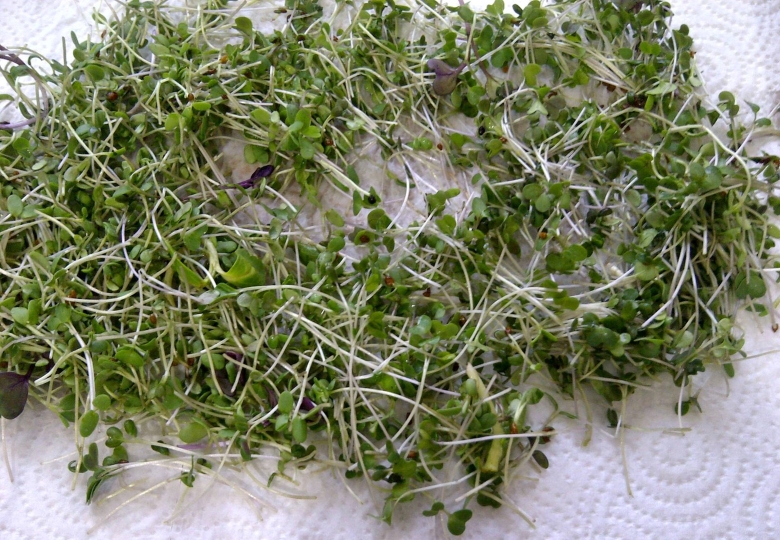 Армянская трава портулак