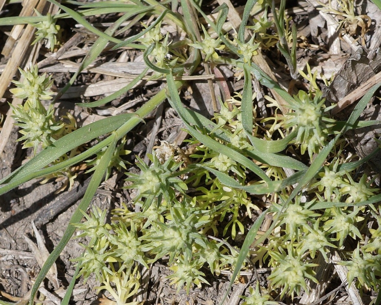 Сибех армянская