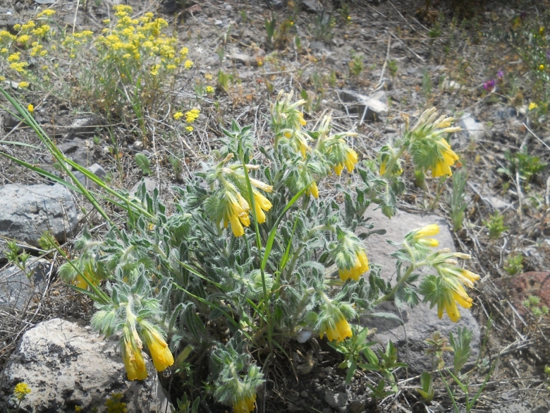 Оносма трава Дагестан