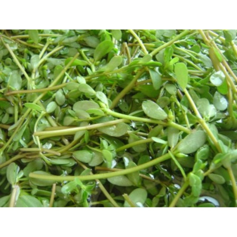 Огородный портулак микрозелень