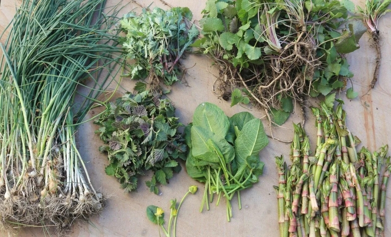 Синдрук трава