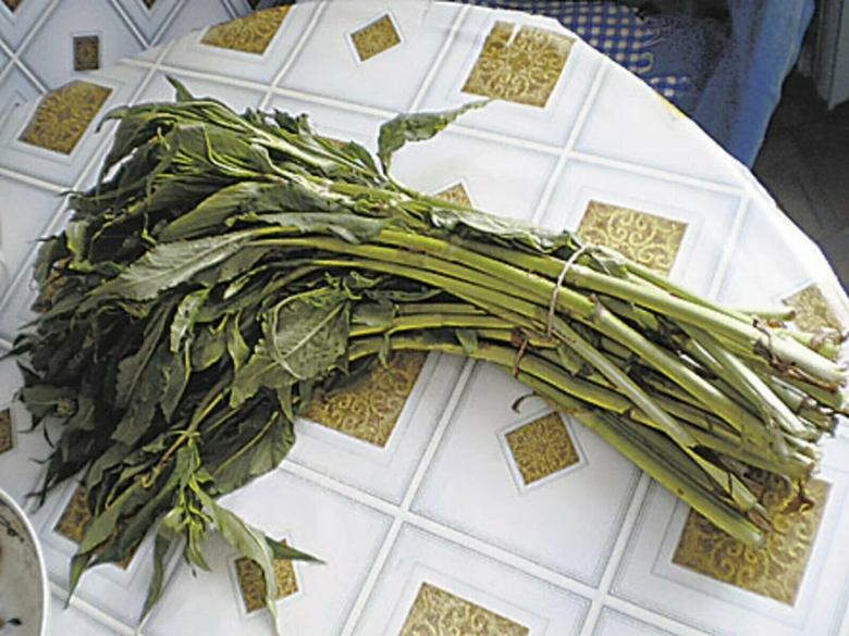 Горец Альпийский Кислянка