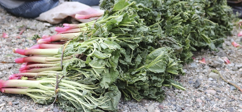 Ревень кислячка Таджикистан