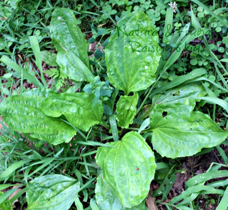 Синдз трава Армении