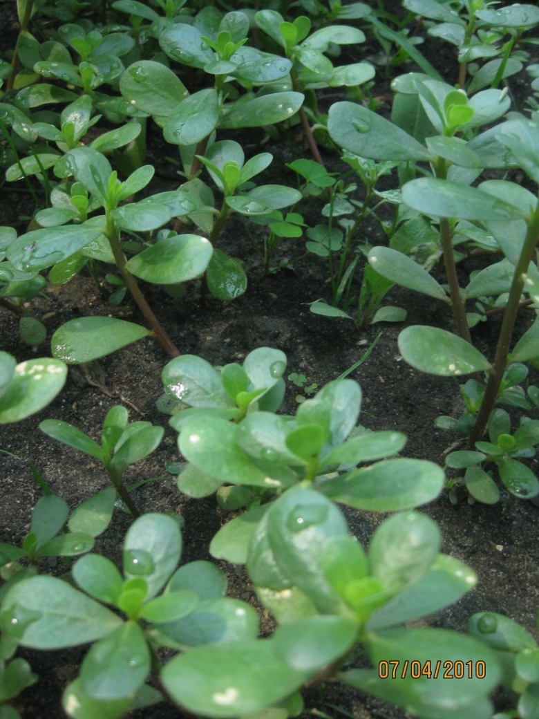 Портулак зелень