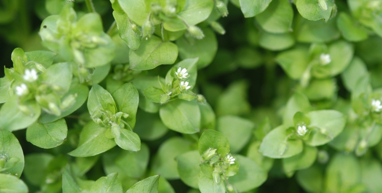 Телук зелень армянский