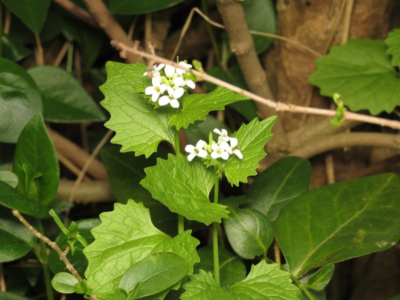 Телук зелень армянский