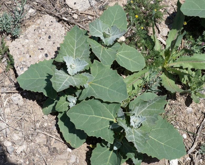 Лебеда на армянском