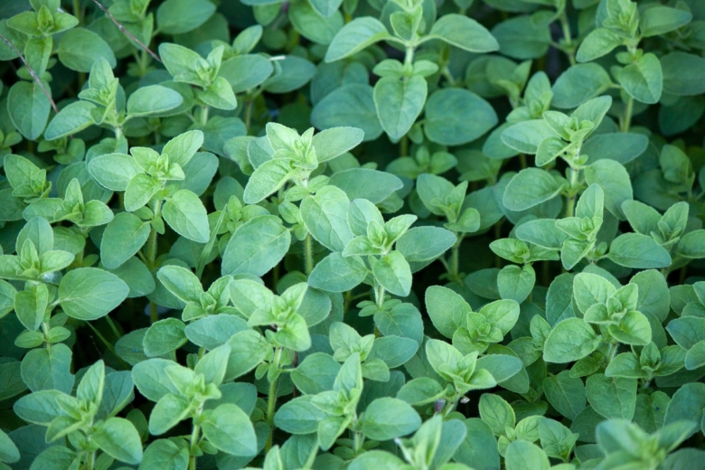 Ореганум душица обыкновенная