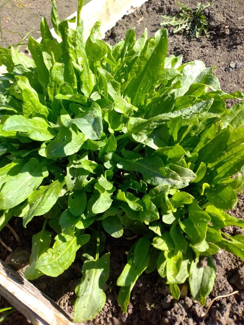 Армянские съедобные травы