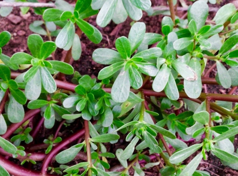 Портулак огородный на белом фоне