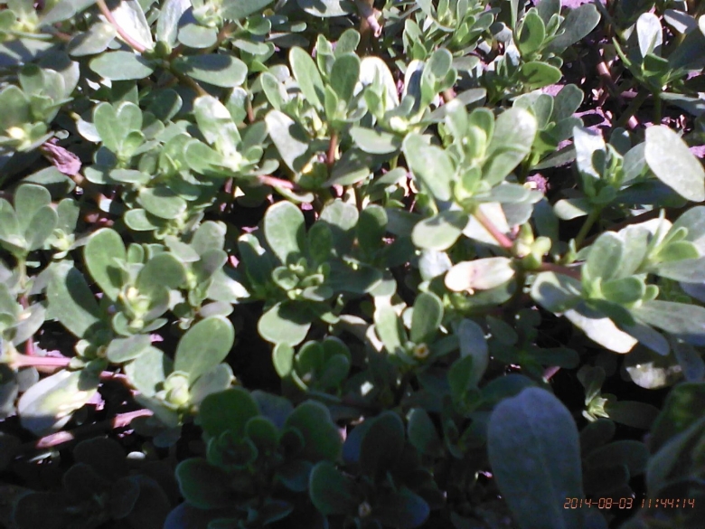 Съедобные травы Дагестана