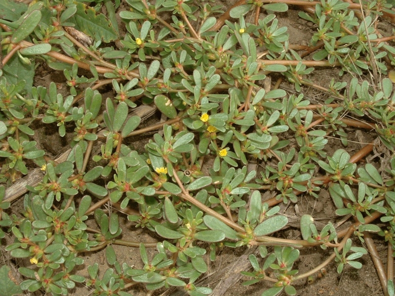 Портулак огородный