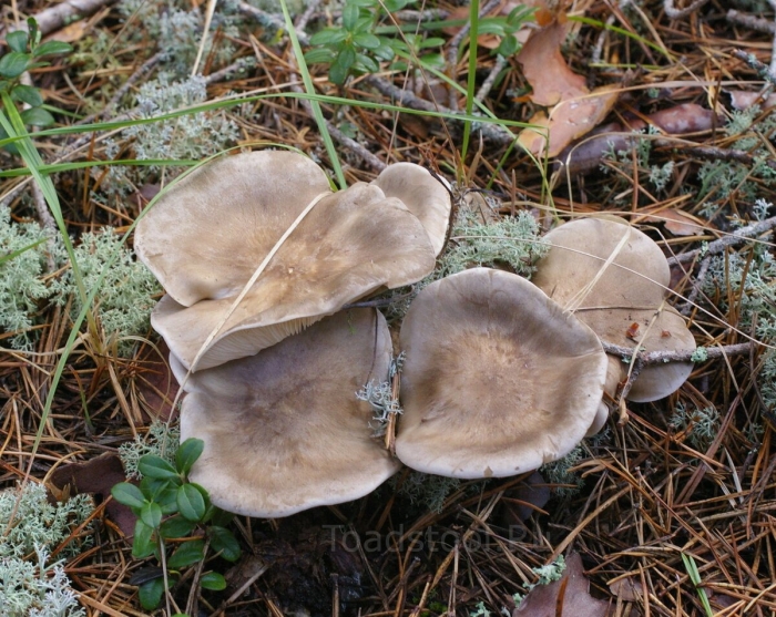 Рядовка гриб