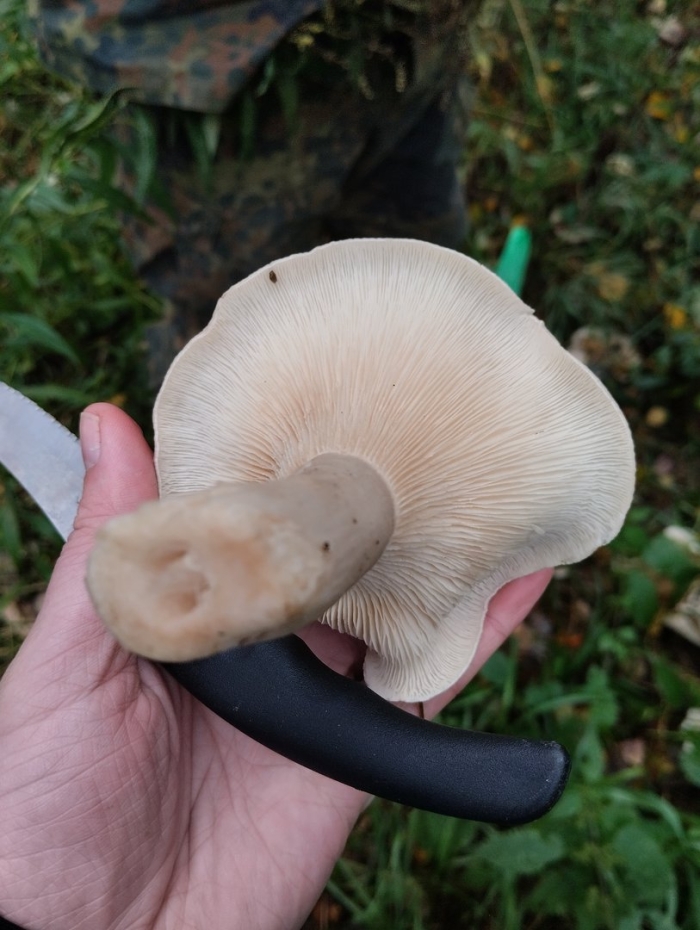 Говорушка дымчатая гриб