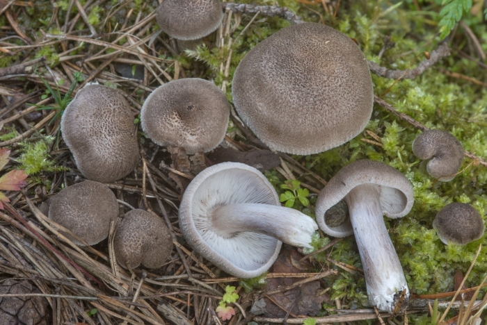 Tricholoma scalpturatum