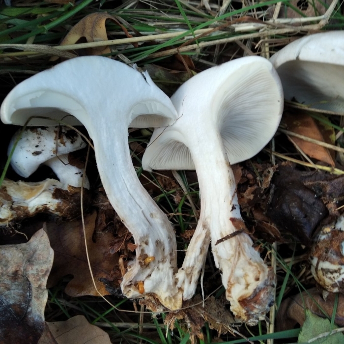 Говорушка подогнутая infundibulicybe geotropa