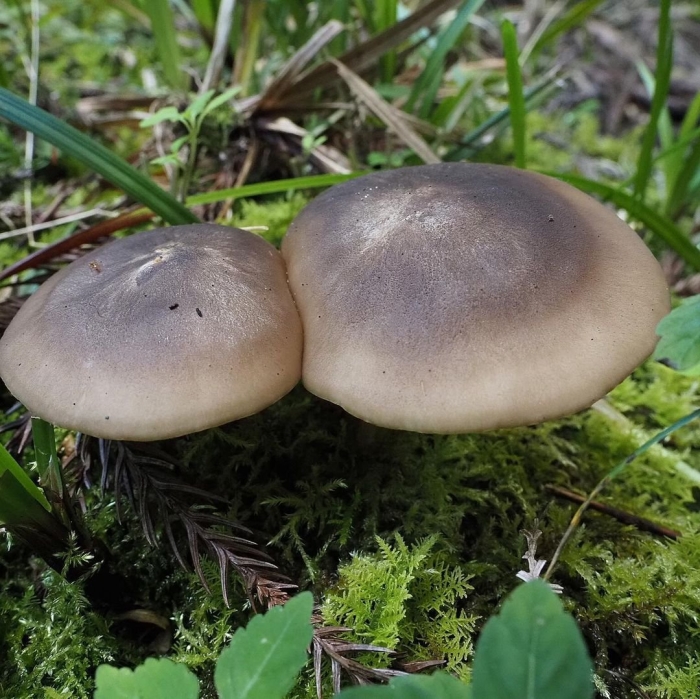 Рядовка скученная гриб