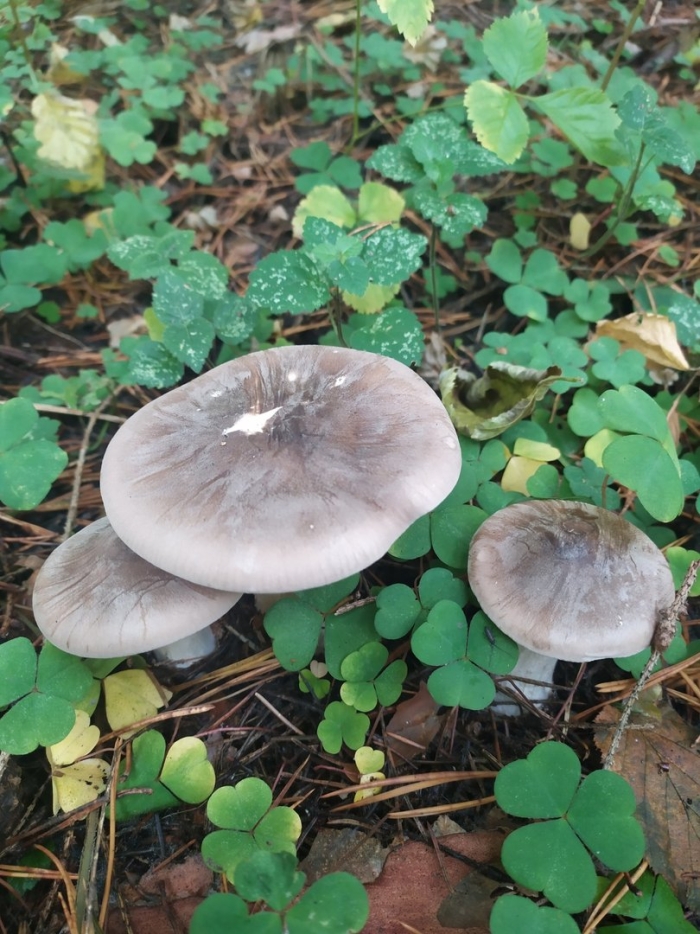 Дымчатая говорушка clitocybe nebularis
