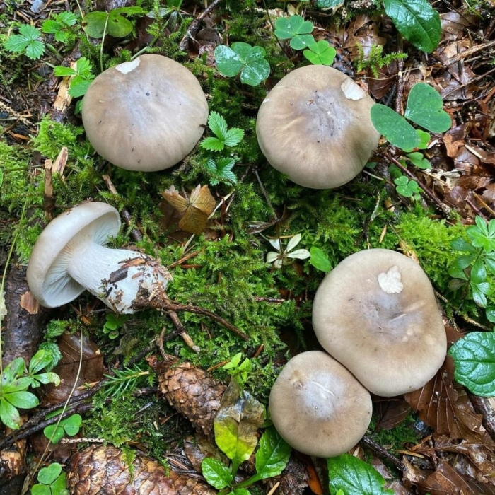 Грибы пластинчатые говорушка серая
