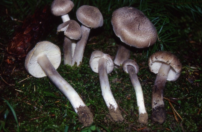 Рядовка серая съедобные грибы