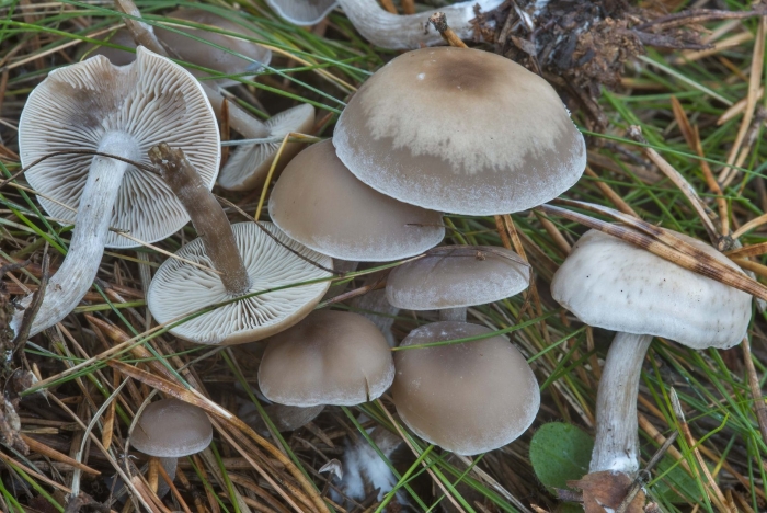 Говорушка бледноокрашенная. clitocybe