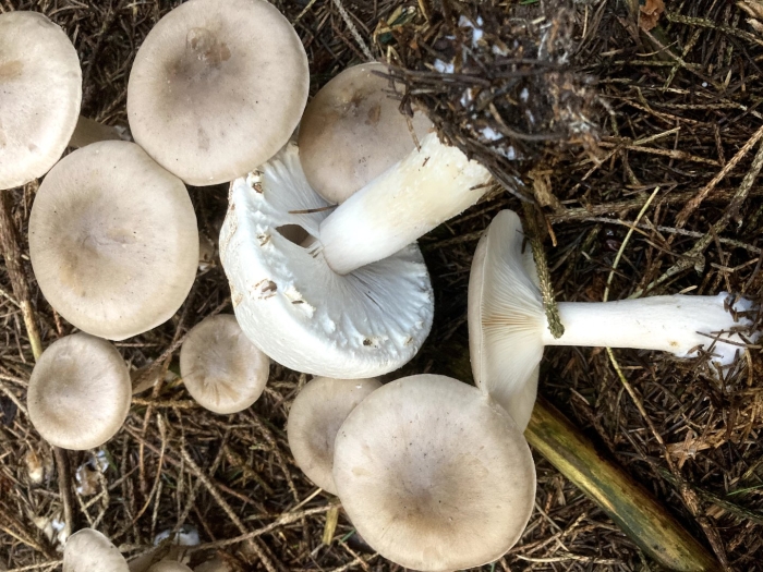 Дымчатая говорушка clitocybe nebularis