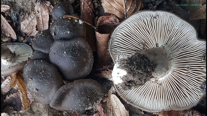 Рядовка скученная lyophyllum decastes