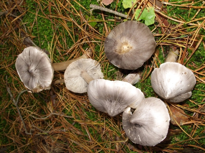 Рядовка землисто серая съедобная