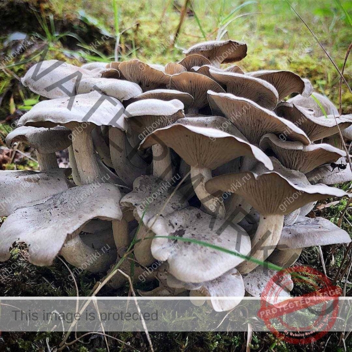 Вёшенка устричная pleurotus ostreatus
