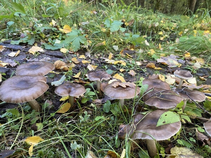 Говорушка фиолетовая