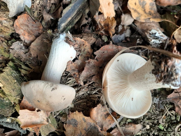 Говорушка серая дымчатая