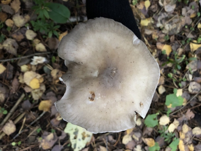 Рядовка дымчатая (говорушка дымчатая) clitocybe nebularis.