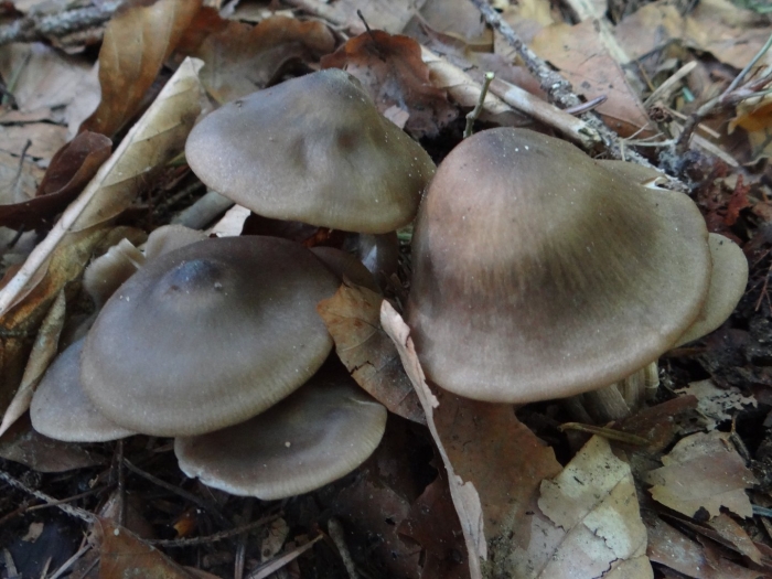 Гриб: лиофиллум скученный